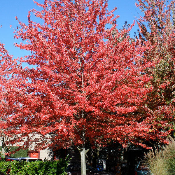 Érable rouge ‘Red Sunset’ (Acer rubrum 'Red Sunset')