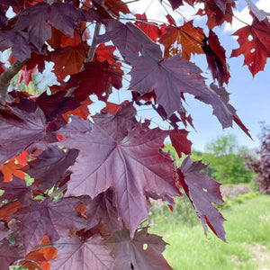 Erable_de_Norvege_Royal_Red