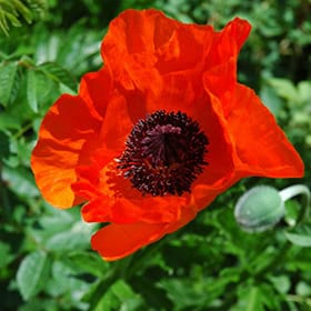 PAPAVER orientale ‘Allegro’