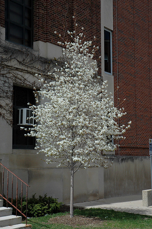 Amélanchier 'Spring Flurry' (Amelanchier laevis 'Spring Flurry')
