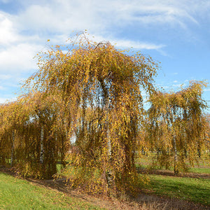 Bouleau pleureur Youngii @Baum_Bonheur