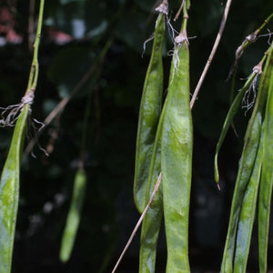 @gobotany.nativeplanttrust.org