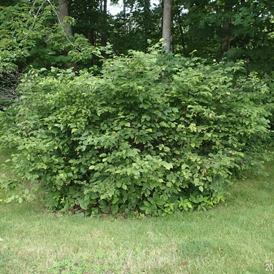 Corylus cornuta (Noisetier à long bec)
