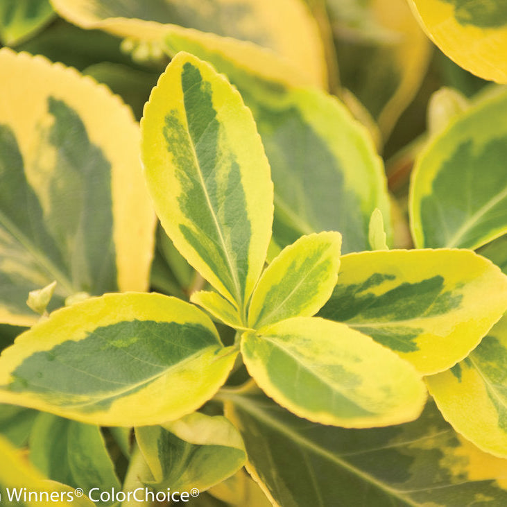 Euonymus fortunei 'Gold Splash' (Fusain de Fortune 'Gold Splash')
