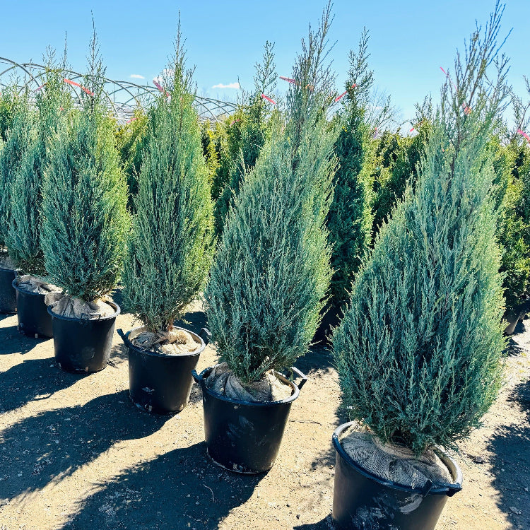 Juniperus virginiana 'Blue Arrow' (Genévrier de Virginie 'Blue Arrow')