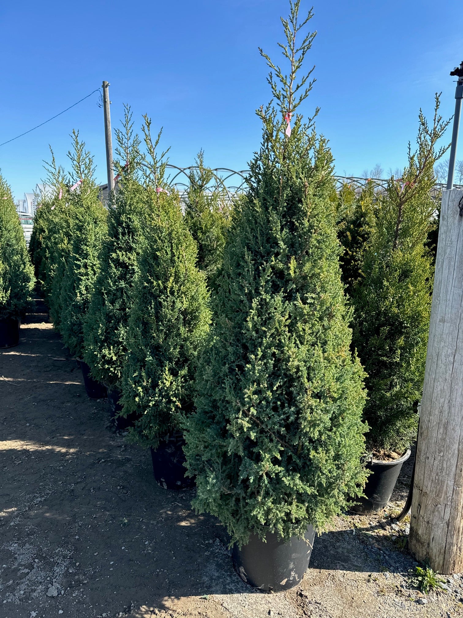 Juniperus chinensis 'Fairview' (Genévrier de Chine ‘Fairview’)