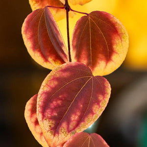 Feuilles cercidiphyllum japonicum autumn