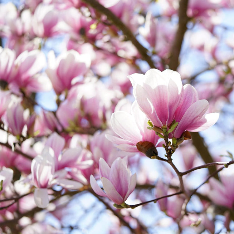 Magnolia de soulange en fleurs