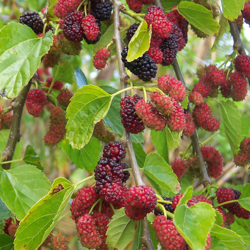 Mûrier blanc de Russie (Morus alba 'Tatarica' )
