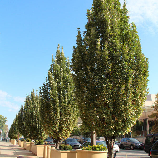 Chêne ‘Regal Prince’ (Quercus robur 'Regal Prince')