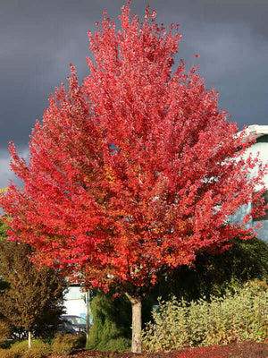 Acer rubrum Redpointe automne