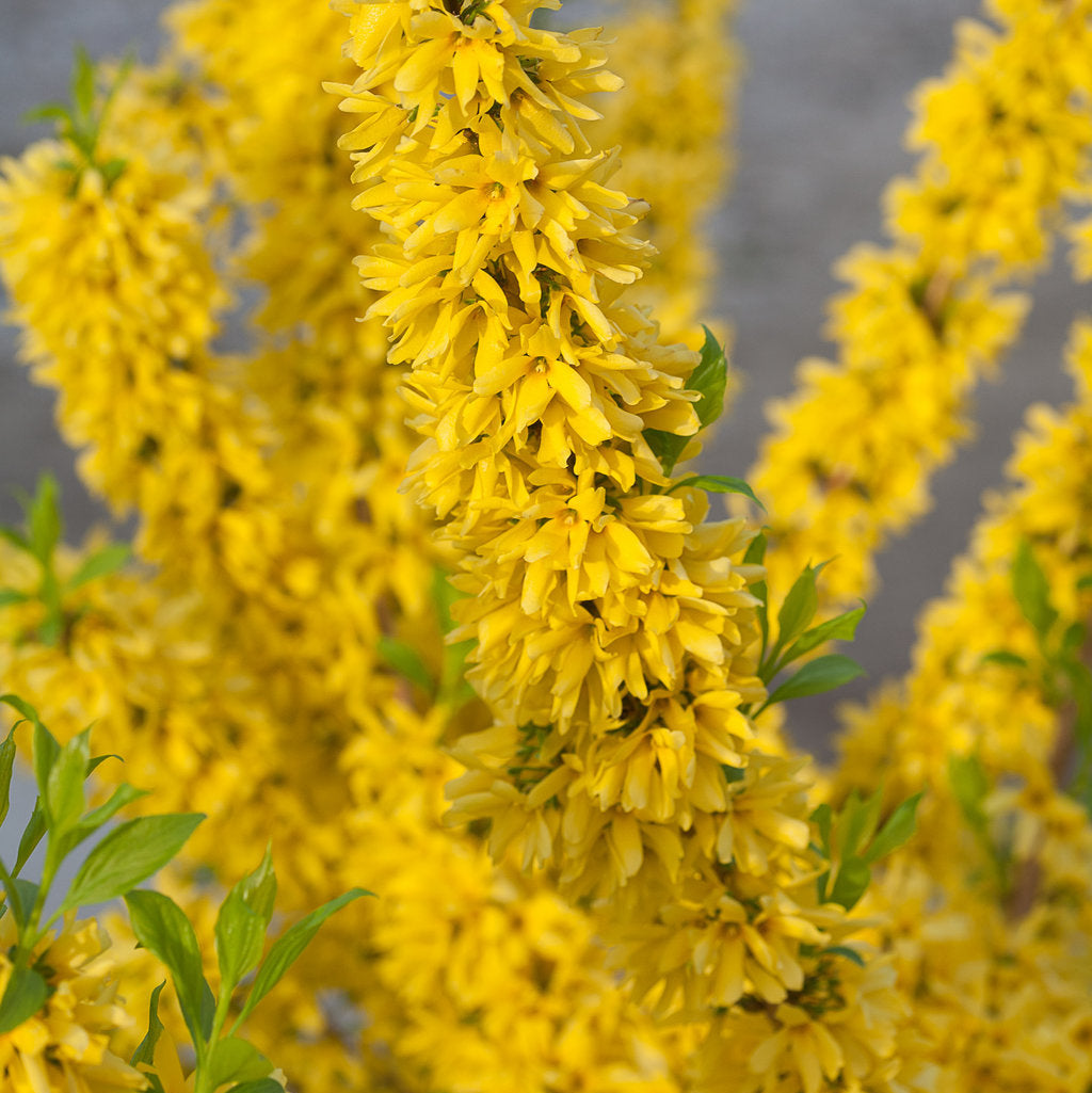 Forsythia 'Show off' (Forsythia 'Show Off')