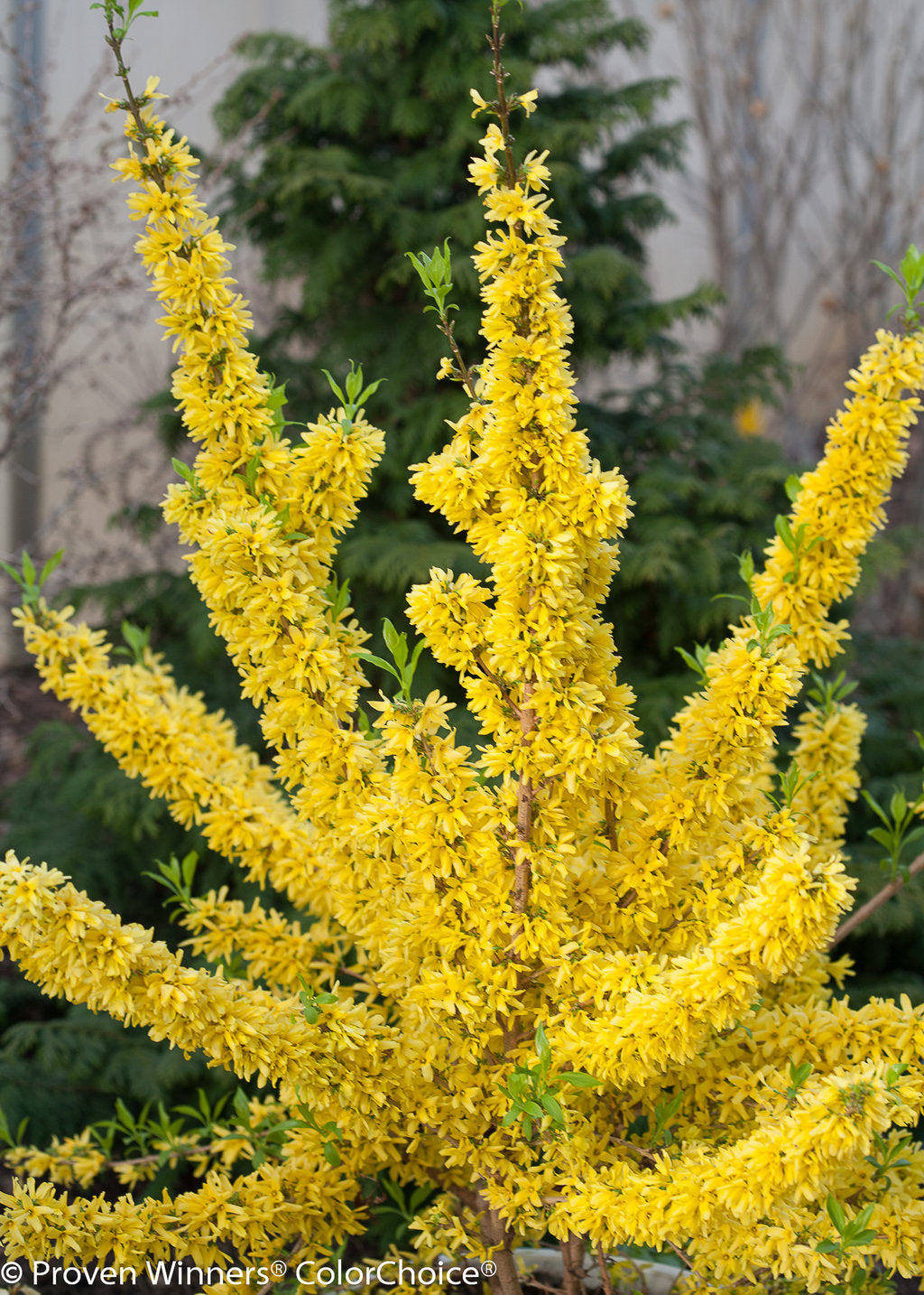 Forsythia 'Show off' (Forsythia 'Show Off')