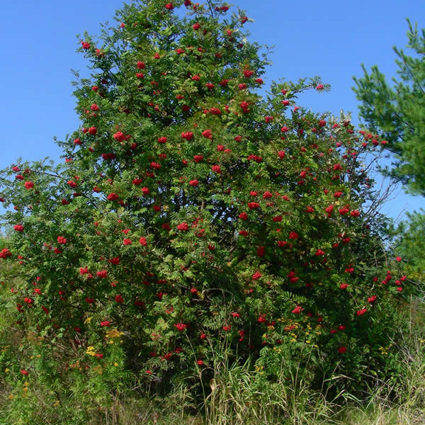 Sorbier décoratif (Sorbus decora)