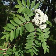 Sorbier décoratif (Sorbus decora)
