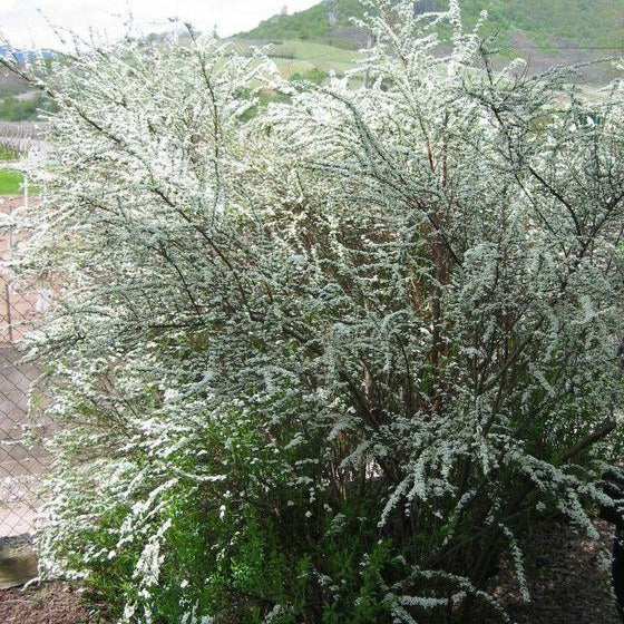 Spiraea cinerea 'Grefsheim' (ou Spirea arguta ‘Graciosa’)