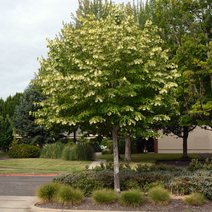 Tilia tomentosa 'Sterling Silver' (Tilleul ‘Sterling Silver’)