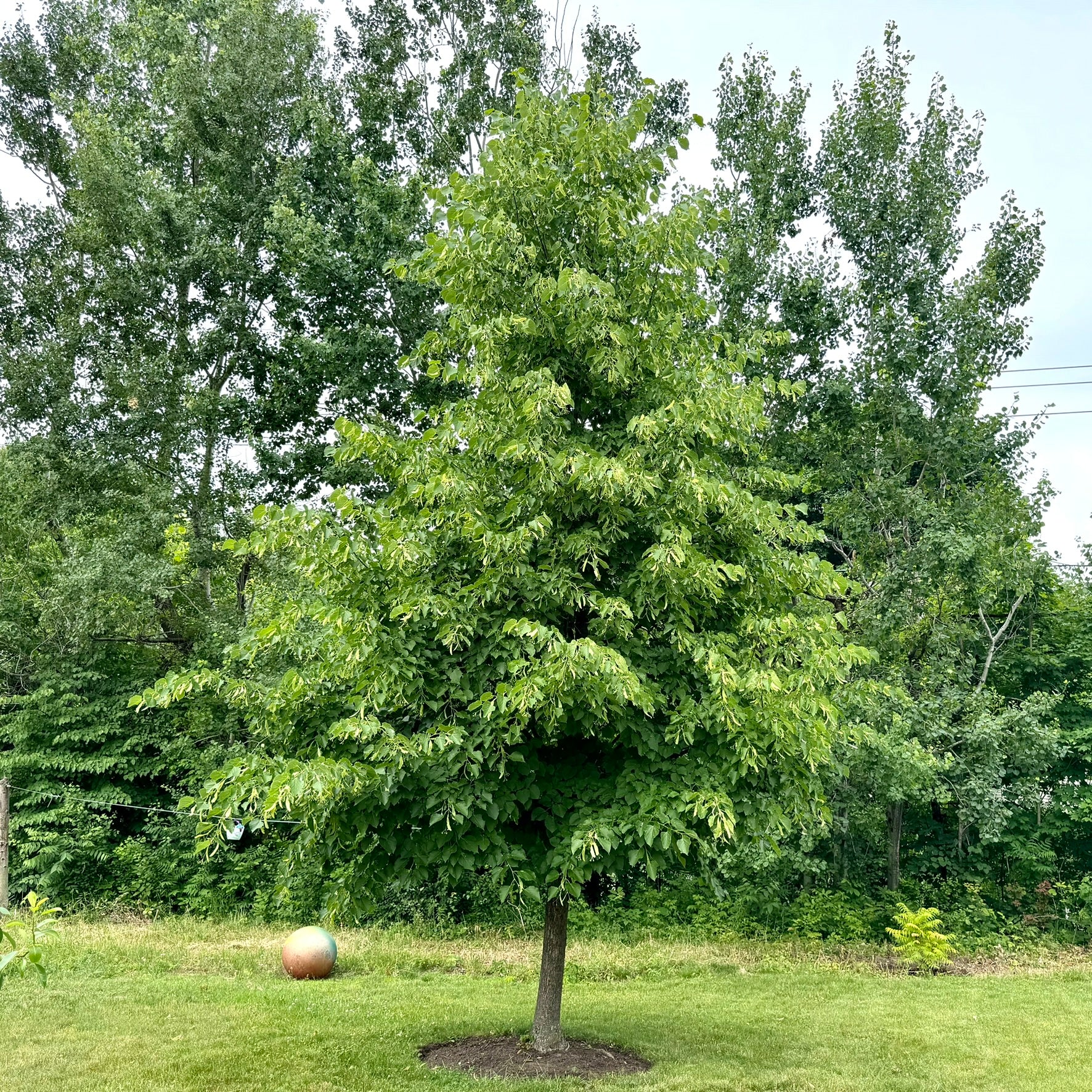 Tilleul à petites feuilles 'Glenleven' (Tilia cordata 'Glenleven')