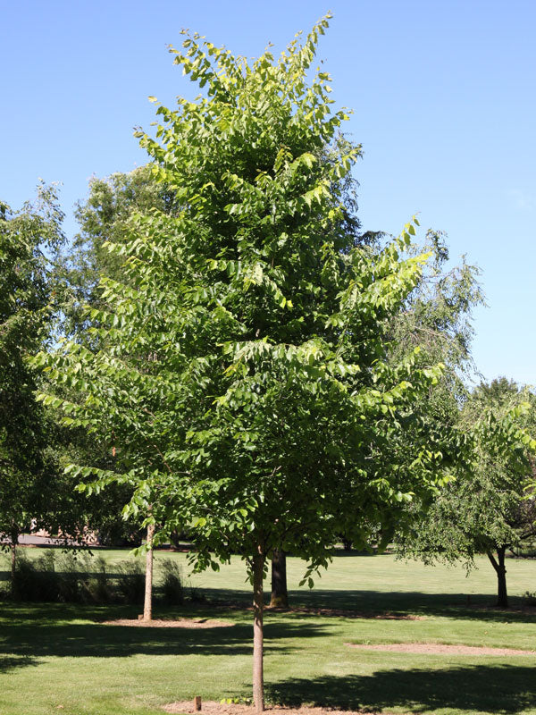 Orme américain ‘New Harmony’ (Ulmus 'New Harmony')
