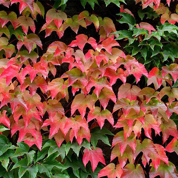Parthenocissus tricuspidata (Lierre de Boston)