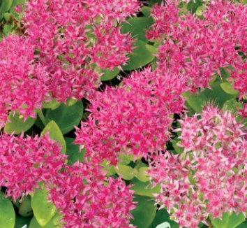 SEDUM spectabile ‘Hot stuff’