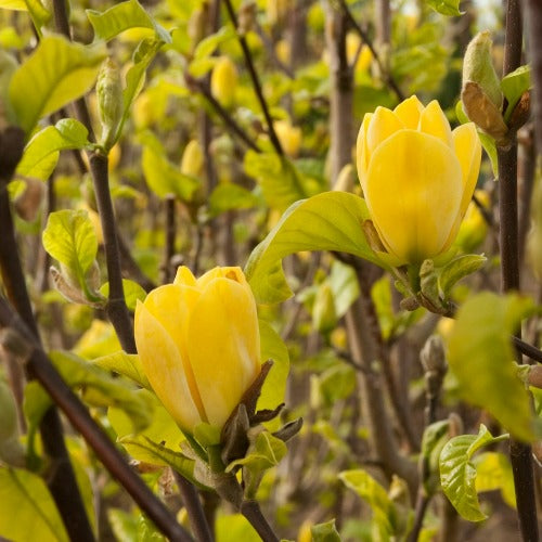 Magnolia 'Yellow Bird'