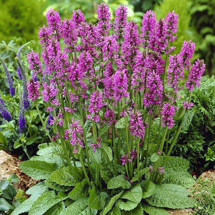 STACHYS monnieri ‘Hummelo’