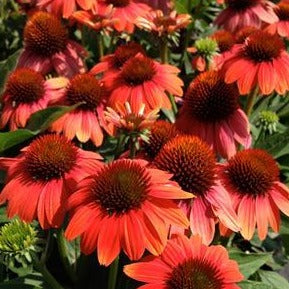 ECHINACEA ‘Sombrero Hot Corail’