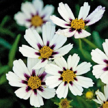 COREOPSIS X ‘Star Cluster’