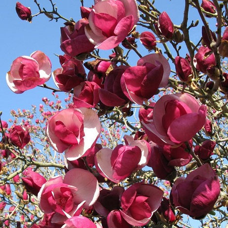 Magnolia 'alexandrina' (Magnolia ‘Alexandrina’)
