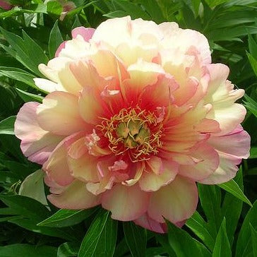 PAEONIA itoh ‘Julia Rose’