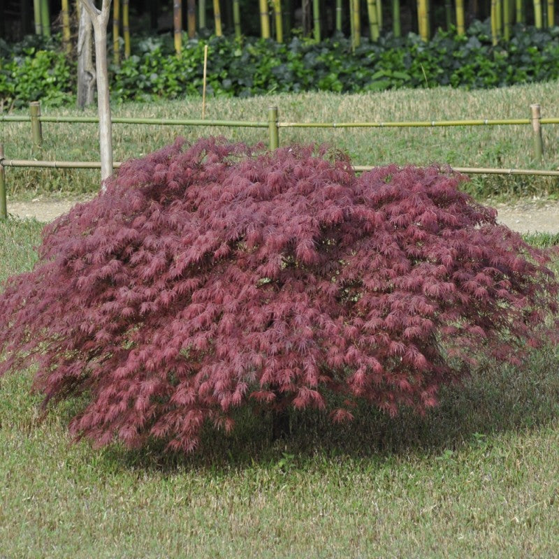 Acer palmatum 'Inaba-shidare' (Érable japonais 'Inaba-Shidare')