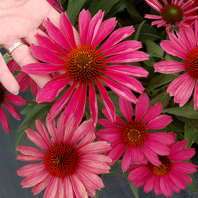 ECHINACEA ‘Kismet Raspberry’