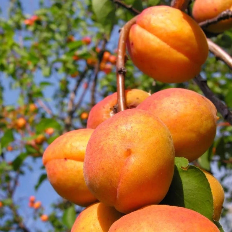 Prunus armeniaca 'Harglow' (Abricotier 'Harglow')