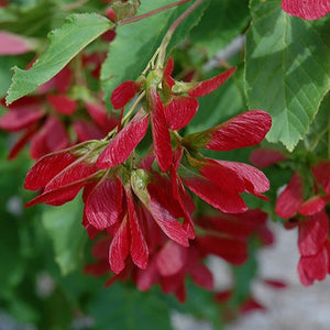 Acer Tataricum Hotwings_Samares été