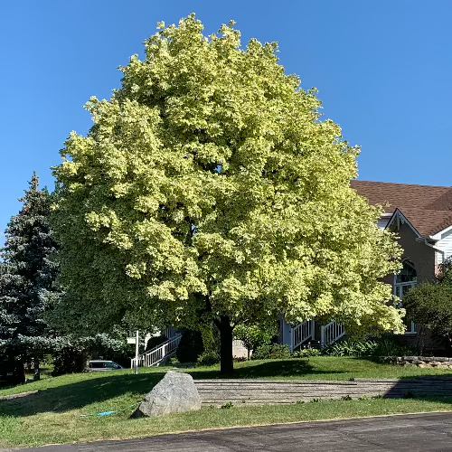 Érable de Norvège Drummondii