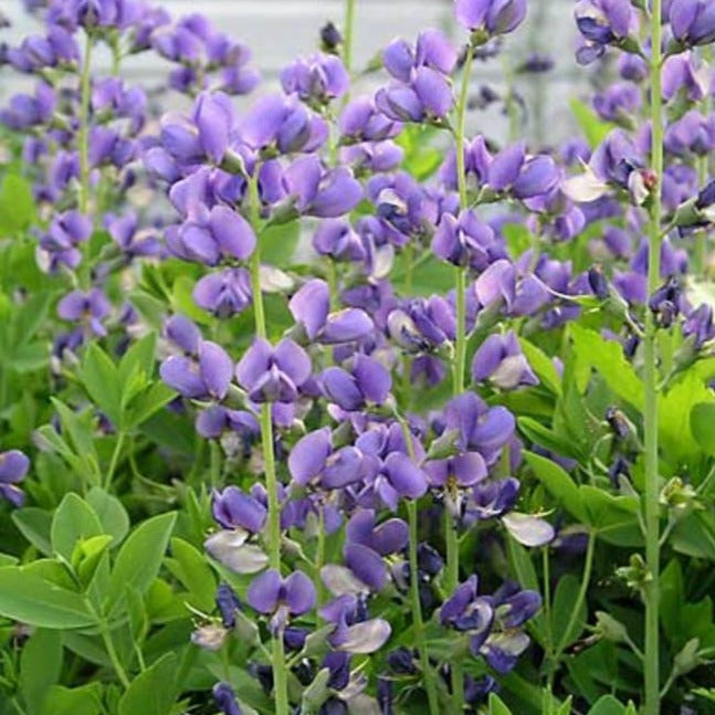 BAPTISIA australis