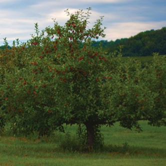 Malus 'Cortland' (Pommier 'Cortland')