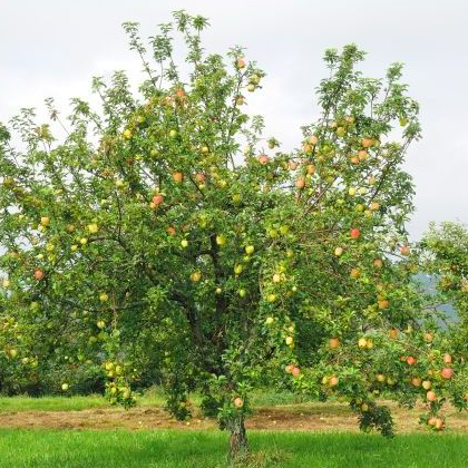 Malus 'Royal gala' (Pommier 'Royal Gala')