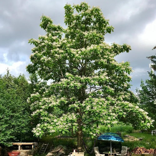 Catalpa de l’Ouest (Catalpa speciosa)