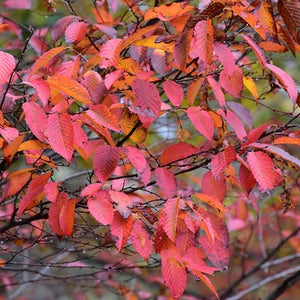 Carpinus Caroliniana Autumn Quebec Canada