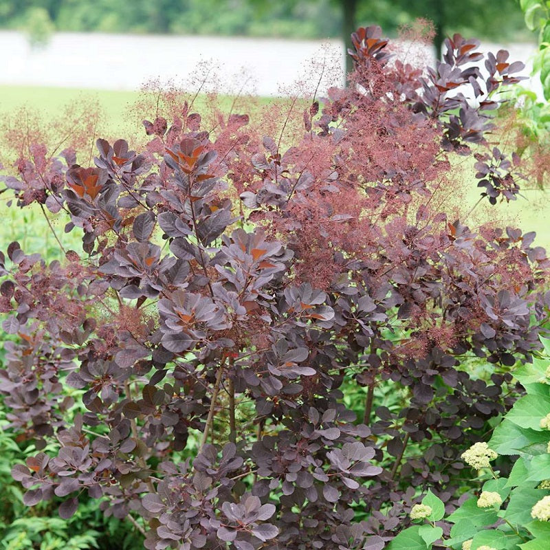 Cotinus coggygria 'Winecraft black' (Arbre à perruque ‘Winecraft Black’)