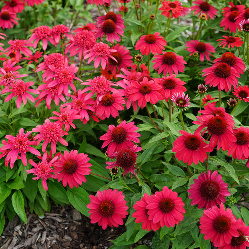 ECHINACEA Sombrero ‘Baja Burgundy’