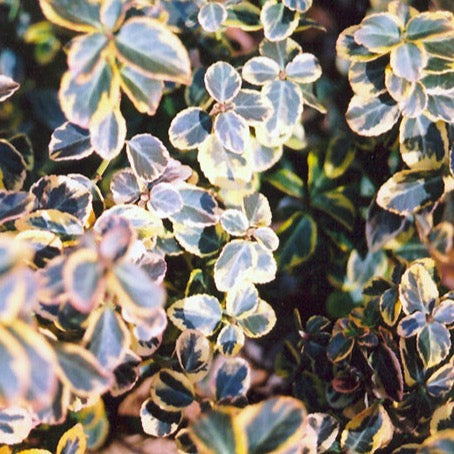 Euonymus fortunei 'Canadale Gold' (Fusain 'Canadale Gold')