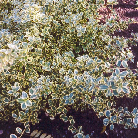 Euonymus fortunei 'Canadale Gold' (Fusain 'Canadale Gold')