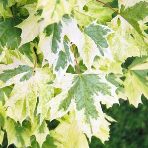 Feuillage Acer platanoides Drummondii Leaves