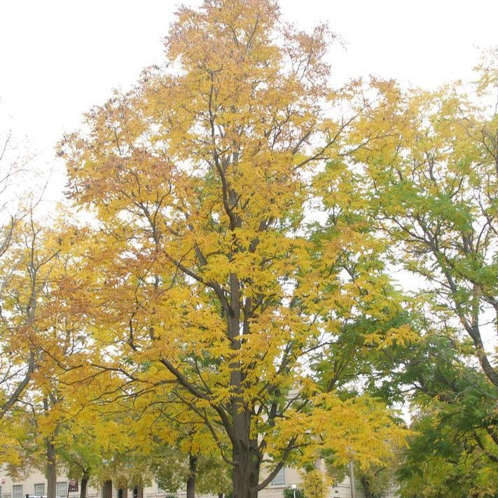 Chicot du Canada ‘Espresso’ (Gymnocladus dioicus 'Espresso')