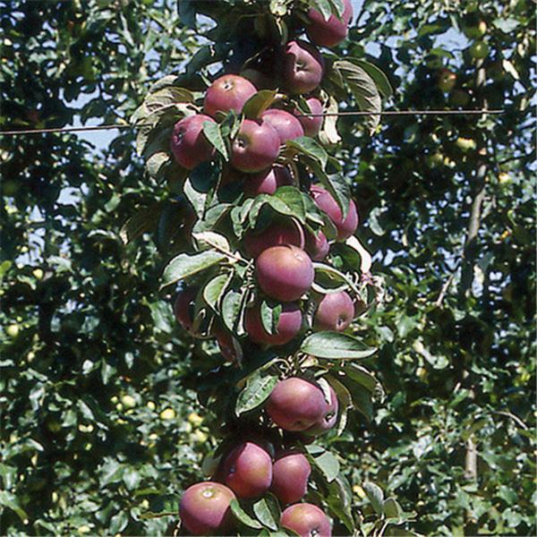 Malus 'Mcintosh' columnaire (Pommier colonnaire ‘McIntosh’)