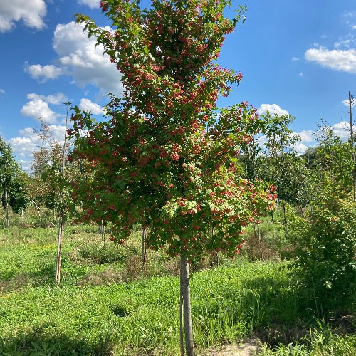 Érable de l’Amur ‘Flame’ (Acer ginnala 'Flame')