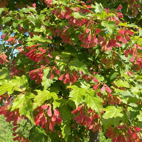 Érable de l’Amur ‘Flame’ (Acer ginnala 'Flame')